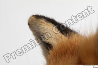 Red fox ear 0008.jpg